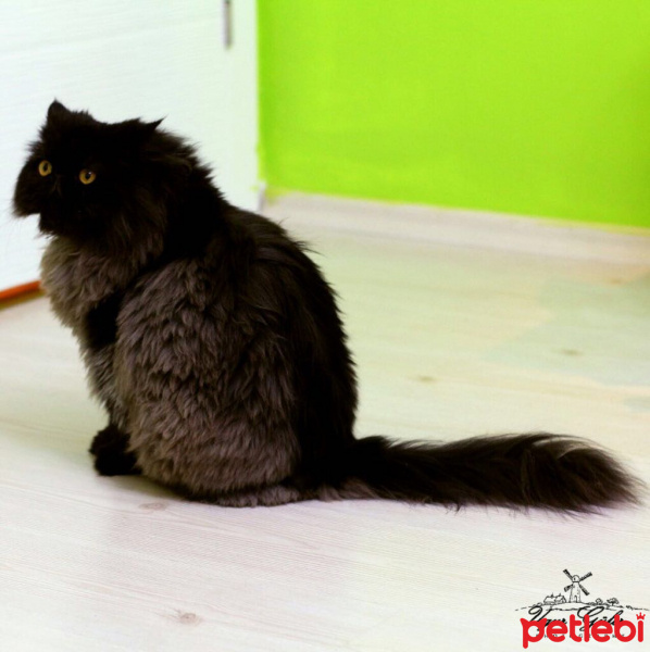 İran Kedisi (Persian), Kedi  Tonton fotoğrafı