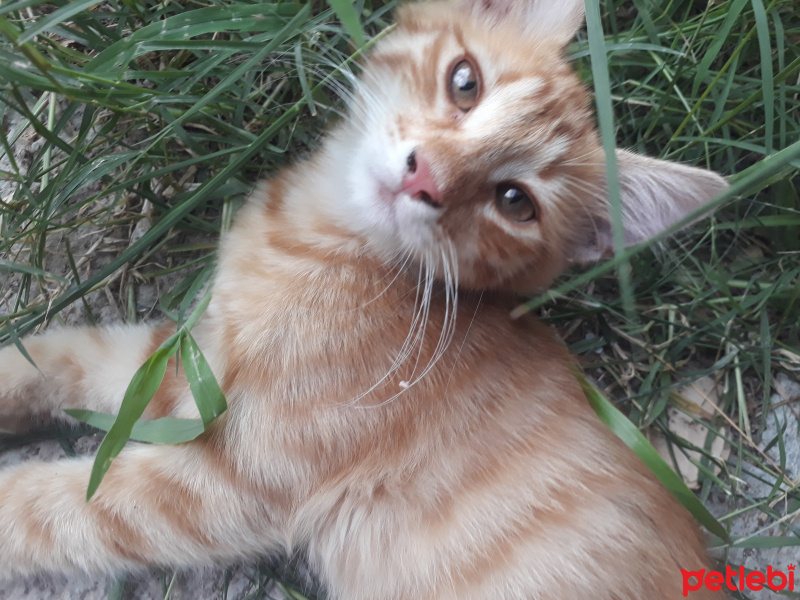 Tekir Kedi, Kedi  Linda fotoğrafı