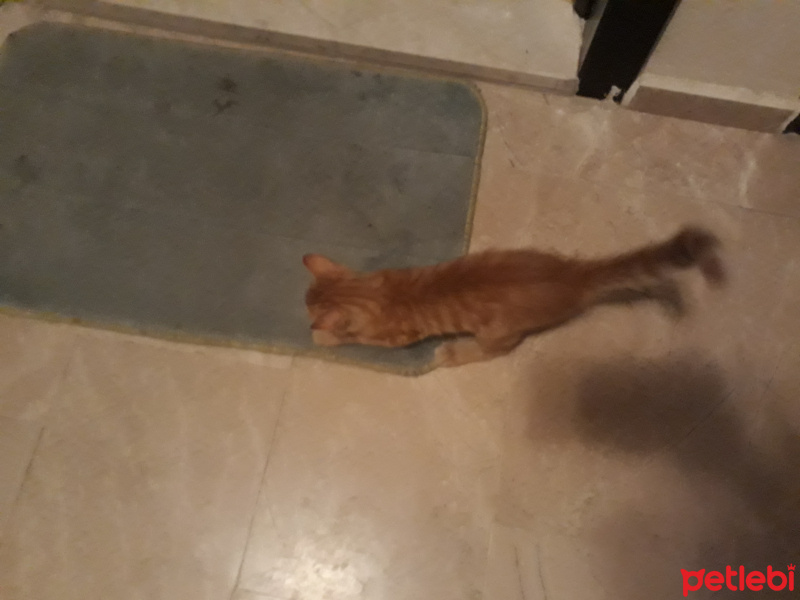 Tekir Kedi, Kedi  Linda fotoğrafı