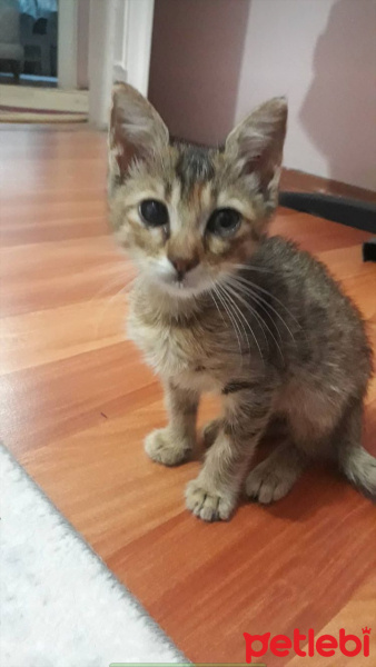 Van Kedisi, Kedi  Mia fotoğrafı