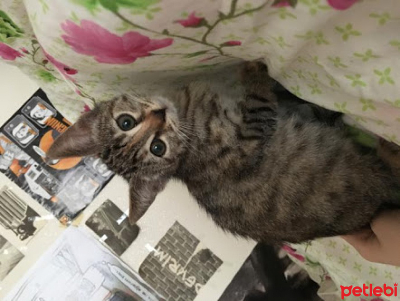 Tekir Kedi, Kedi  Sila fotoğrafı