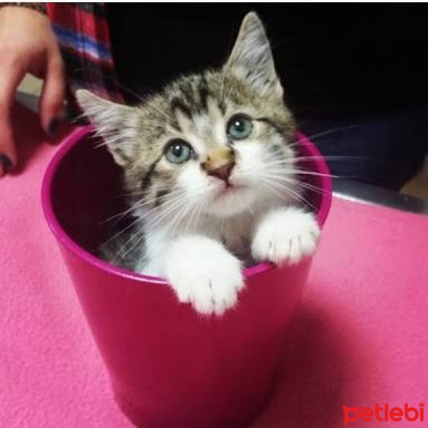 Tekir Kedi, Kedi  Kopuk fotoğrafı