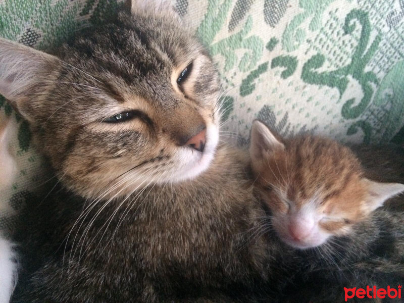 Tekir Kedi, Kedi  Boncuk fotoğrafı