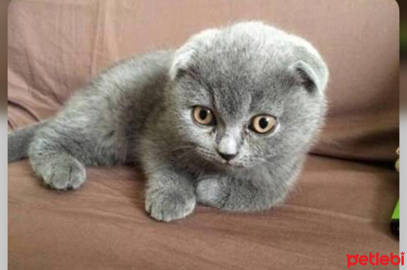 British Shorthair, Kedi  Sultan fotoğrafı