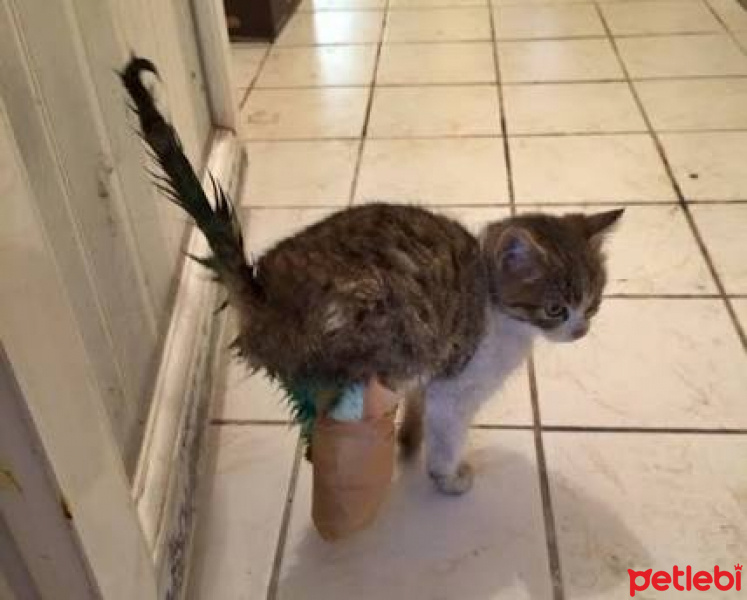 Tekir Kedi, Kedi  Pamuk fotoğrafı