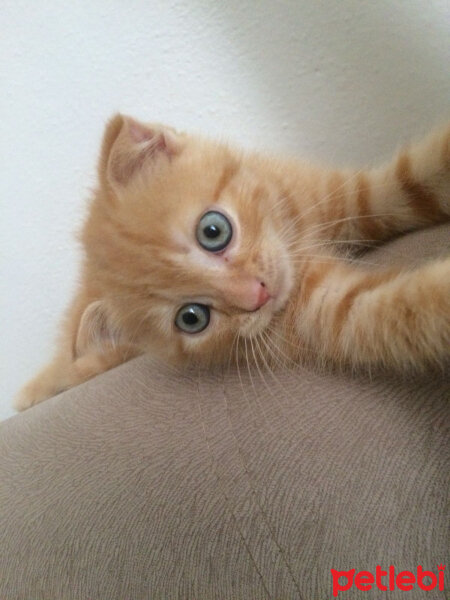 Scottish Fold, Kedi  Leo fotoğrafı