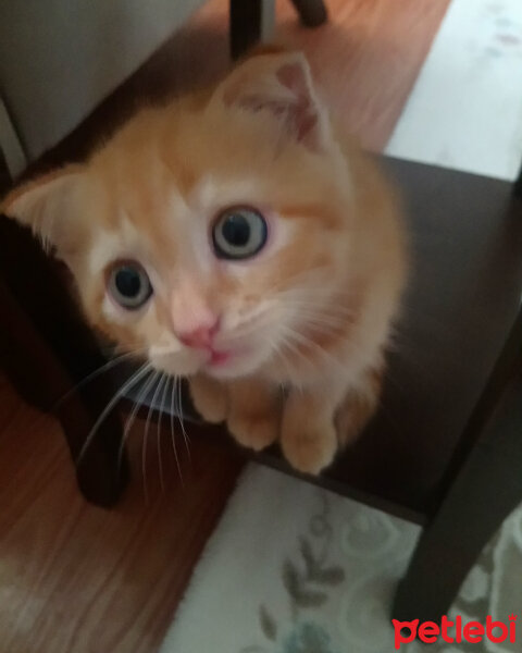 Scottish Fold, Kedi  Leo fotoğrafı