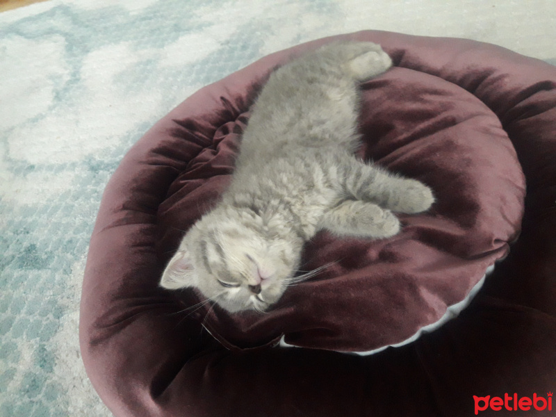British Shorthair, Kedi  Üzüm fotoğrafı