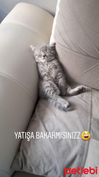 British Shorthair, Kedi  Üzüm fotoğrafı