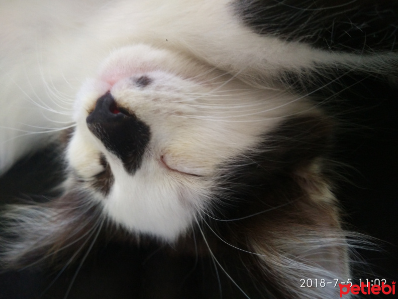 Tekir Kedi, Kedi  Badem fotoğrafı