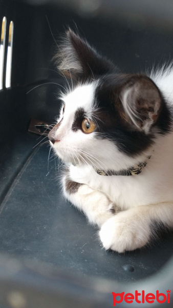 Tekir Kedi, Kedi  Badem fotoğrafı