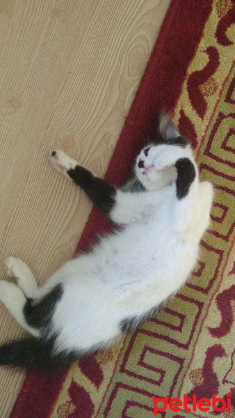 Tekir Kedi, Kedi  Badem fotoğrafı