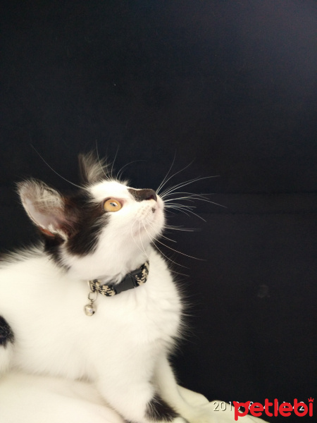 Tekir Kedi, Kedi  Badem fotoğrafı