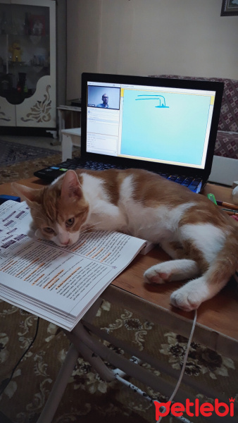 Tekir Kedi, Kedi  Miya fotoğrafı