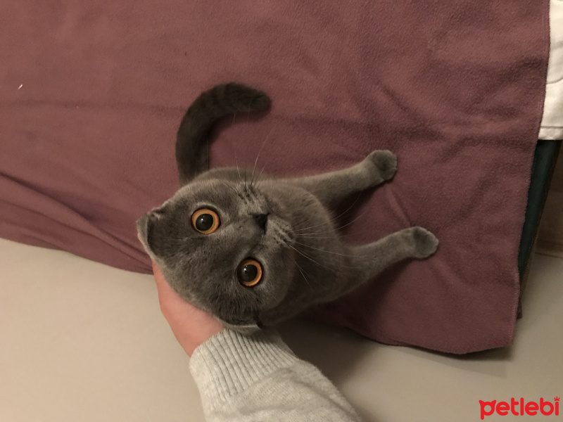 Scottish Fold, Kedi  EYŞAN fotoğrafı