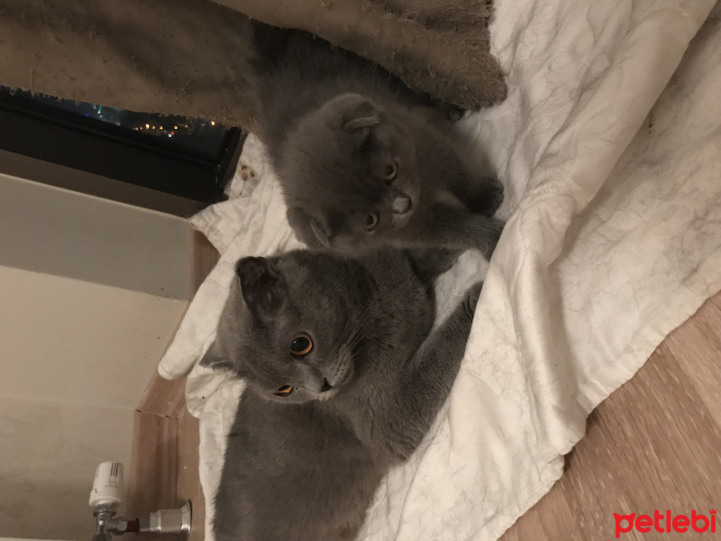 Scottish Fold, Kedi  EYŞAN fotoğrafı