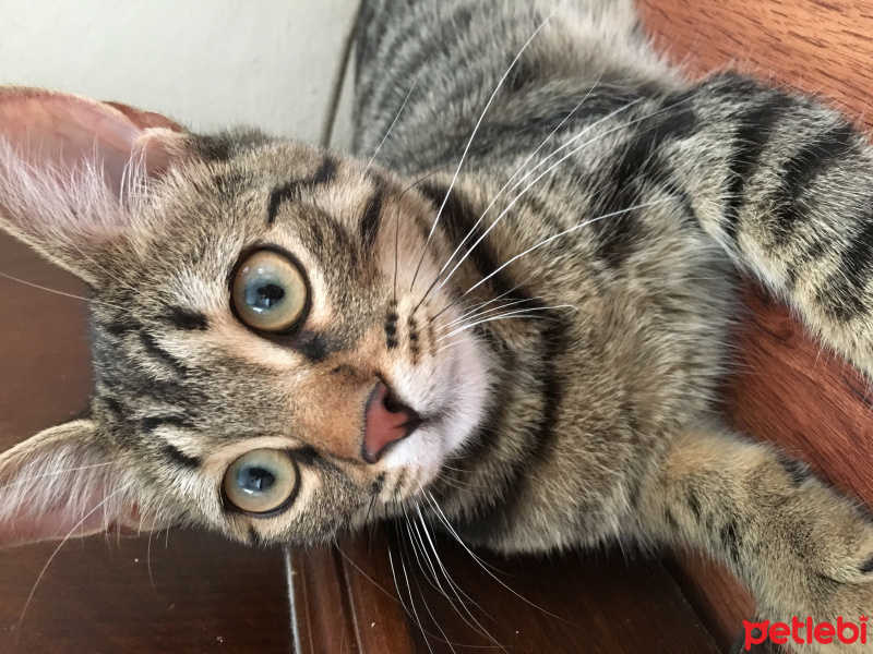 Tekir Kedi, Kedi  Elvis fotoğrafı
