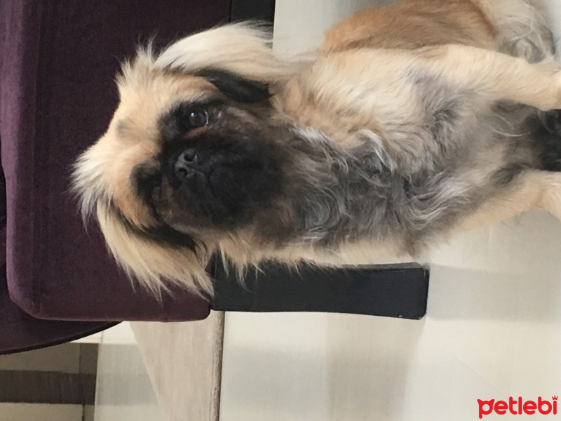 Pekingese, Köpek  Liza fotoğrafı