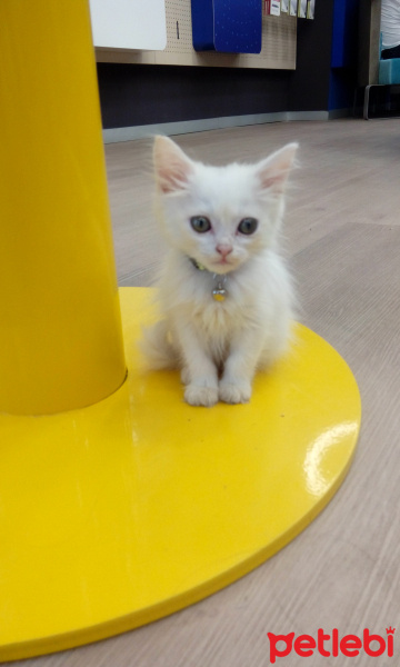 Chinchilla, Kedi  Hiva fotoğrafı