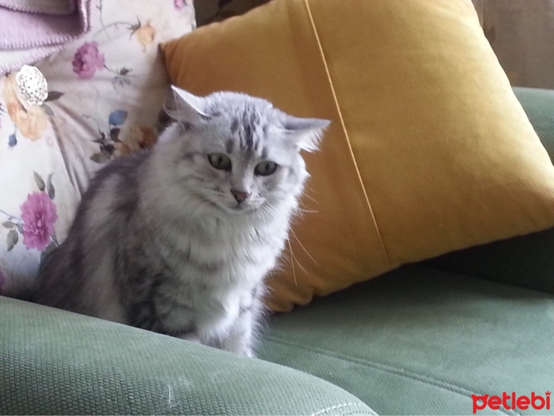 Tekir Kedi, Kedi  Celse fotoğrafı