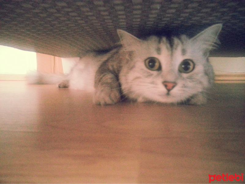 Tekir Kedi, Kedi  Celse fotoğrafı