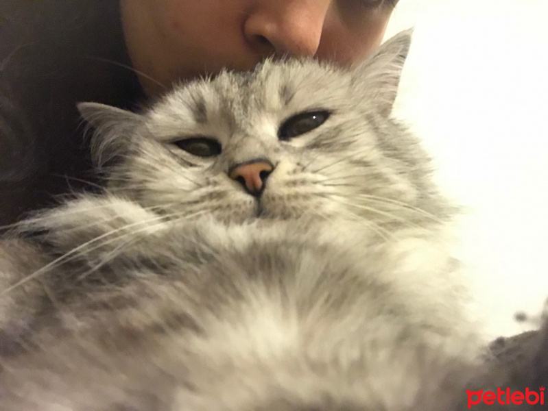 Tekir Kedi, Kedi  Celse fotoğrafı
