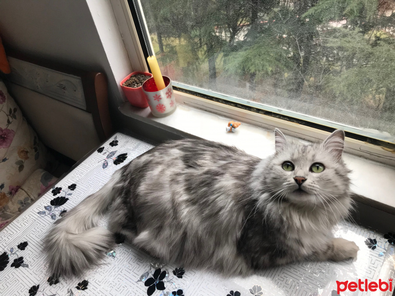 Tekir Kedi, Kedi  Celse fotoğrafı