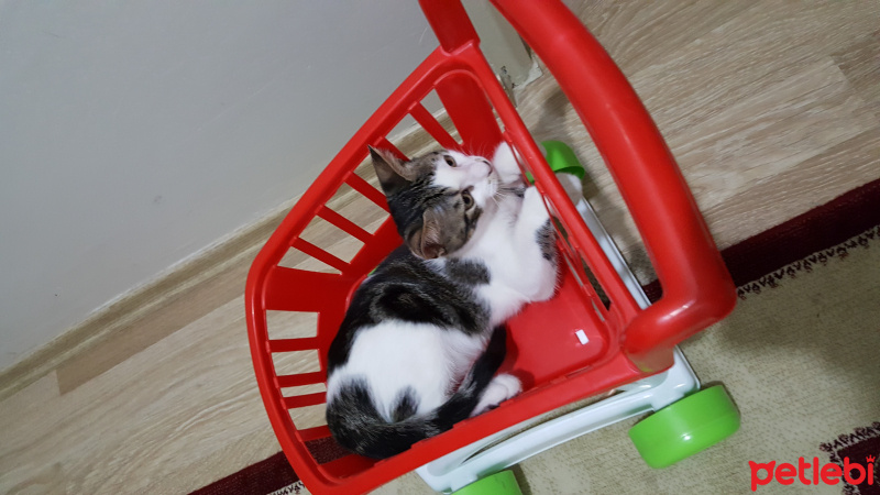 Tekir Kedi, Kedi  Alex fotoğrafı