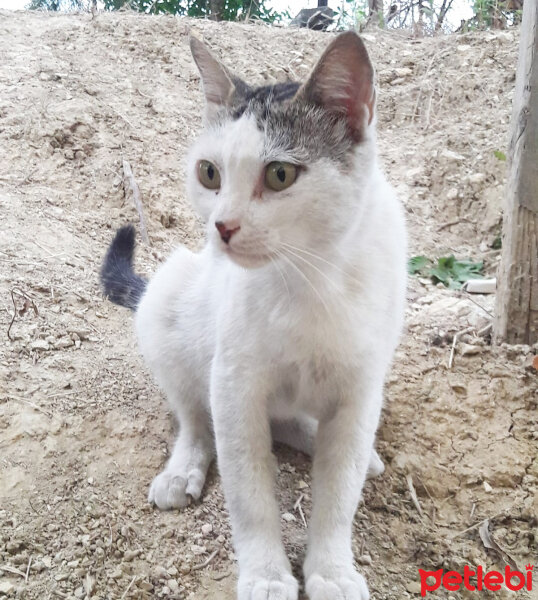 Soke, Kedi  Pamuk fotoğrafı