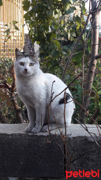 Soke, Kedi  Pamuk fotoğrafı