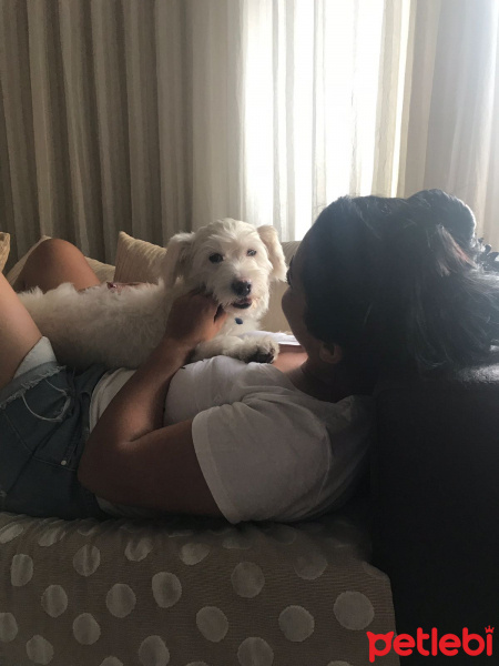 Maltese, Köpek  deo fotoğrafı