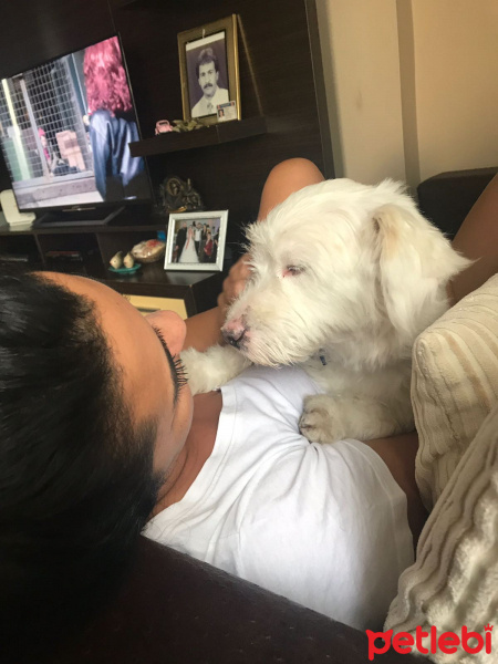 Maltese, Köpek  deo fotoğrafı