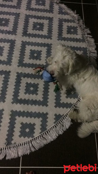 Maltese, Köpek  deo fotoğrafı