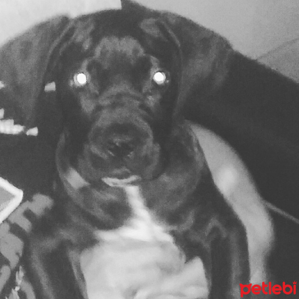 Cane Corso Italiano, Köpek  Ares fotoğrafı