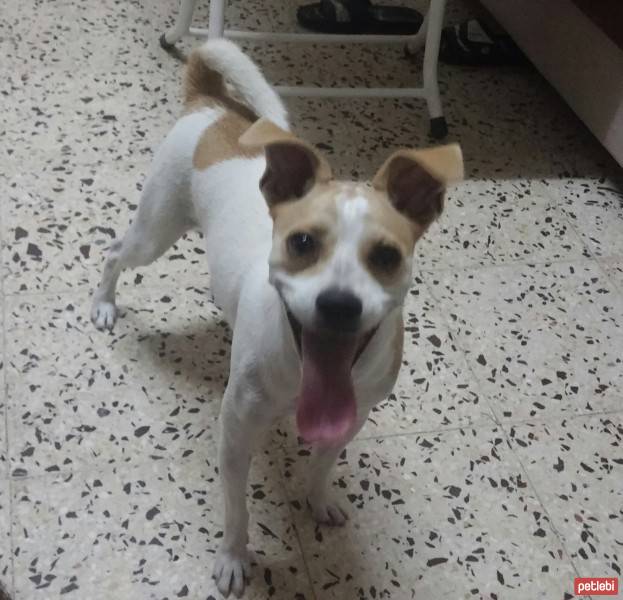 Jack Russell Terrier, Köpek  badi fotoğrafı