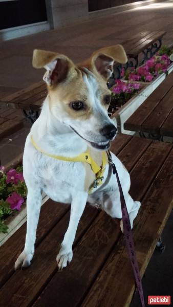 Jack Russell Terrier, Köpek  badi fotoğrafı