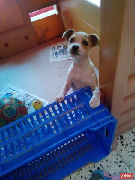 Jack Russell Terrier, Köpek  badi fotoğrafı