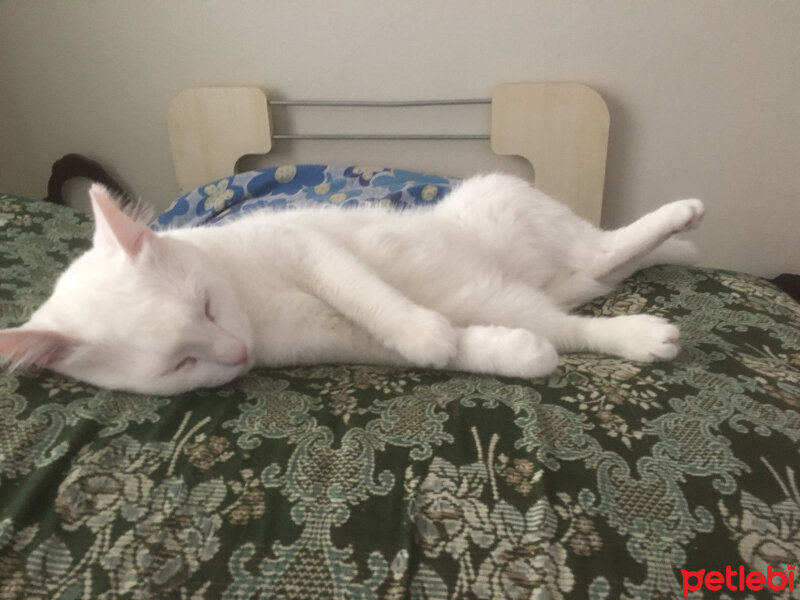 Van Kedisi, Kedi  PONÇİK fotoğrafı