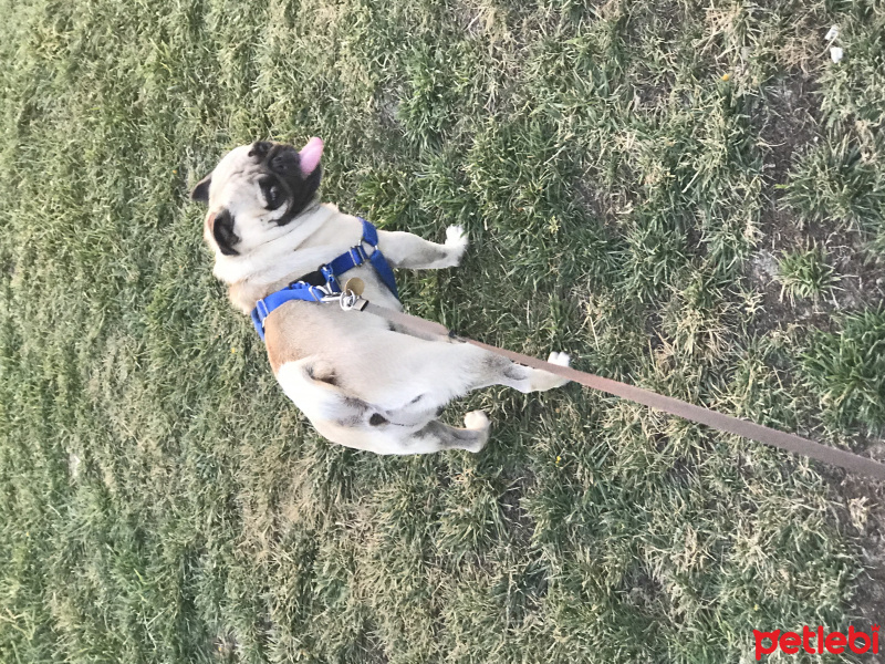 Pug, Köpek  Çello fotoğrafı
