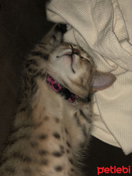 Tekir Kedi, Kedi  Müjgan fotoğrafı