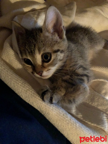 Tekir Kedi, Kedi  Müjgan fotoğrafı