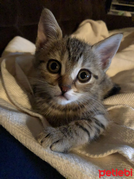 Tekir Kedi, Kedi  Müjgan fotoğrafı
