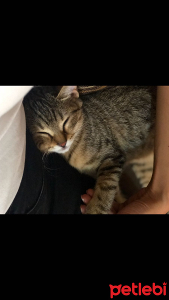 Tekir Kedi, Kedi  Müjgan fotoğrafı