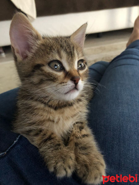Tekir Kedi, Kedi  Müjgan fotoğrafı