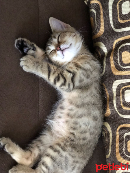 Tekir Kedi, Kedi  Müjgan fotoğrafı