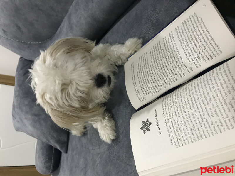 Maltese, Köpek  Gofret fotoğrafı