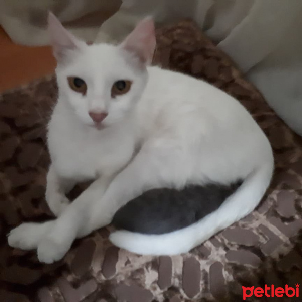 Van Kedisi, Kedi  Firuze fotoğrafı