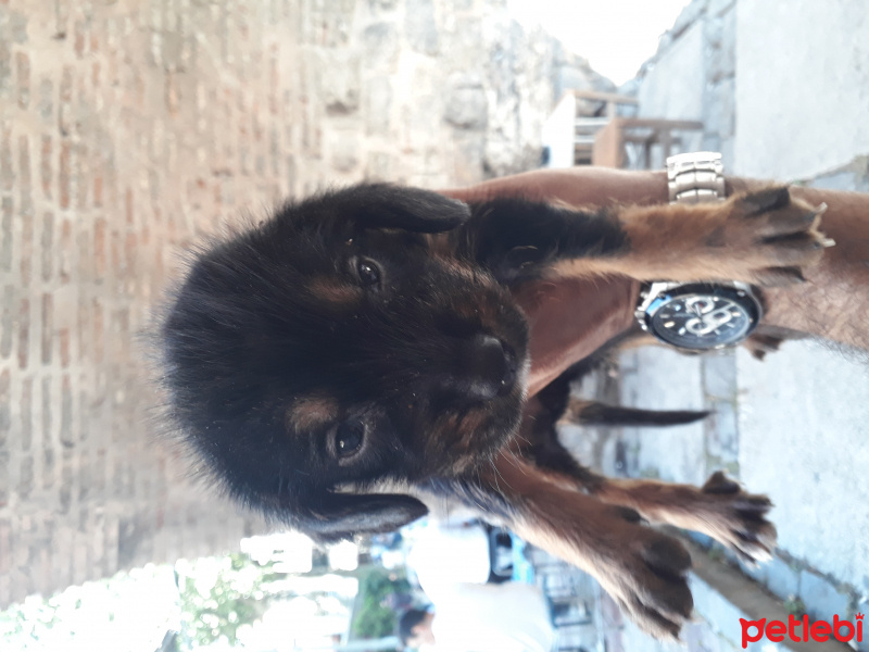 Rottweiler, Köpek  Karayel fotoğrafı