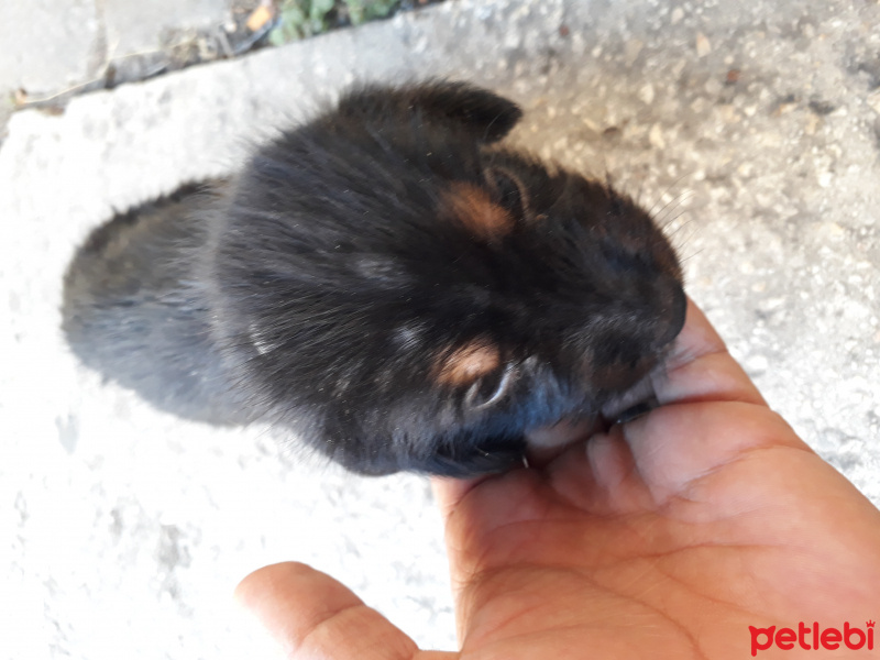 Rottweiler, Köpek  Karayel fotoğrafı