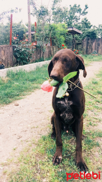 Alman Kısa Tüylü Pointer, Köpek  Hira fotoğrafı